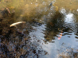 fish gliding through rippling water